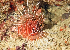 Velidhu - 2013_03_13 - IMG_0685rf_Laffe cornu ou poisson diale ou pterois a antennes - Pterois antennata_Kudafaru thila_Plongee nuit